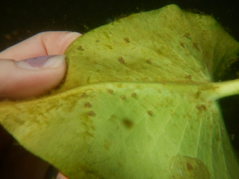 Brown specks on a green leaf
