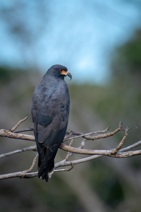 Snail kite