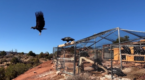 Condors flying out of a field pen managed by The Peregrine Fund. One bird is in the air and another is perched at the top of the pen.