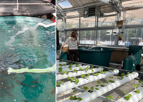 A split image with a close-up of two large fish tanks on the left and the tanks in the context of the greenhouse on the right.