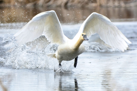 A trumpeter swan takes flight from the water