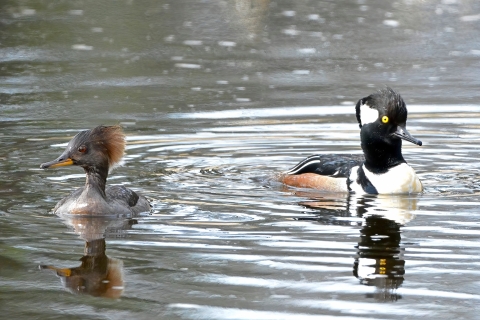 A pair of hooded mergansers, female on left, male on right, sitting in the water