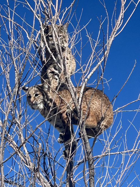 Two bobcats perched on tree branches