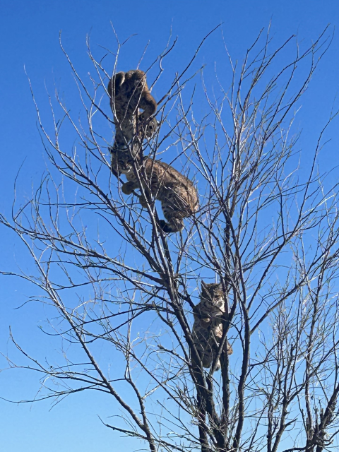 Family of bobcats in a tree
