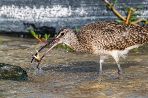 Whimbrel with prey in its mouth while walking on a coastline