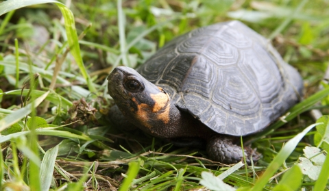 A turtle with big eyes and yellow skin the neck, sits in grass
