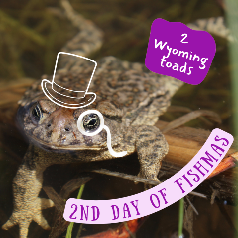 A toad lazily spreads out on its belly in a pool of water. Graphics inserted on the toad include a top hat and monocle. Text on the image reads "2nd Day of Fishmas, 2 Wyoming toads."