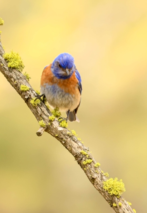 A western bluebird perched on a branch