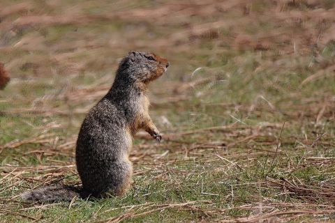 A small ground squirrel sits in some grass