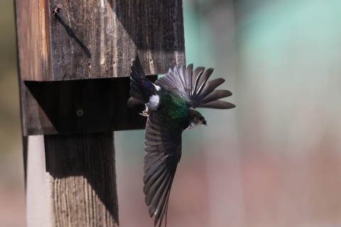 A small green and purple bird flies next to a nesting box
