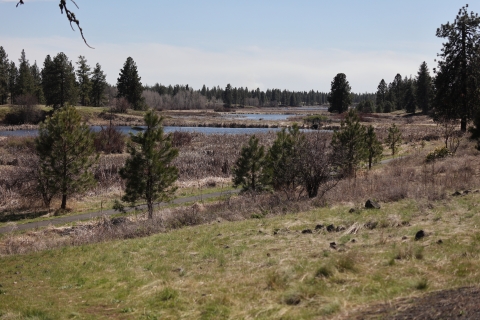 A view of small bodies of water receding into the distance. Pine trees dot the landscape.