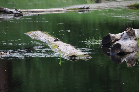 Painted turtles bask on logs