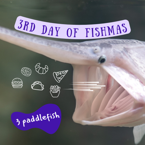 A large fish enters from the right side of the image with its mouth wide open. Graphics show food items being sucked into the wide mouth. Text on image reads "3rd Day of Fishmas, 3 paddlefish."