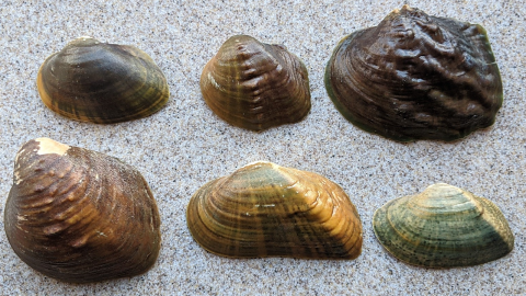 Picture showing a combination of freshwater mussel 3D replicas and actual natural shells