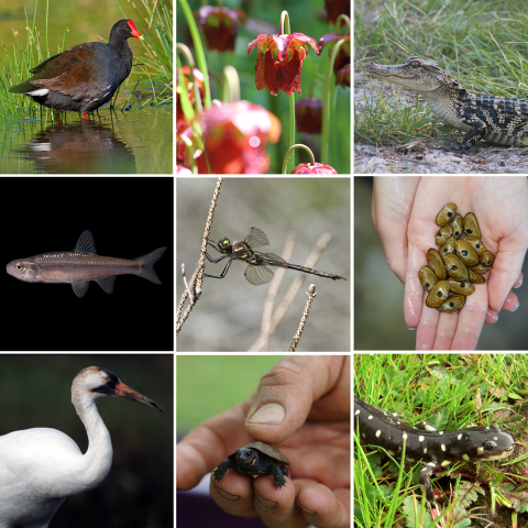 Nine endangered freshwater species