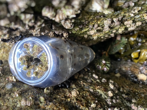 Plastic bottle stuck between rocks with barnacles growing on it.