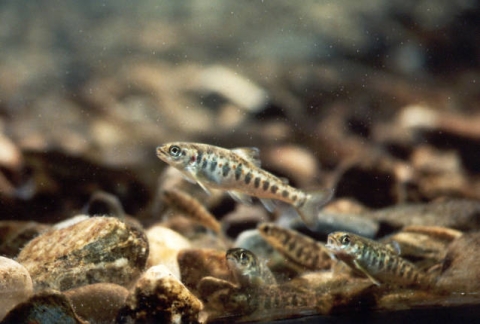 Several small fish with stripes in the water