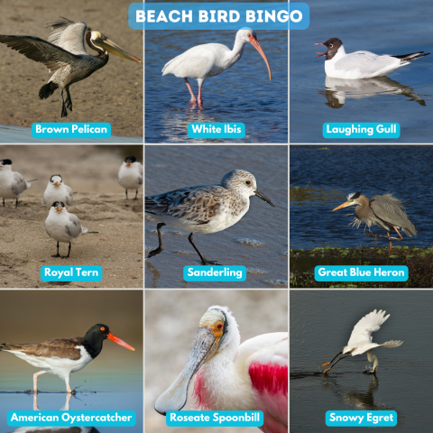 A bingo board with nine different birds you can find on a beach that reads "Beach Bird Bingo". The nine birds are the brown pelican, white ibis, laughing gull, royal tern, sanderling, great blue heron, American oystercatcher, roseate spoonbill, and snowy egret.
