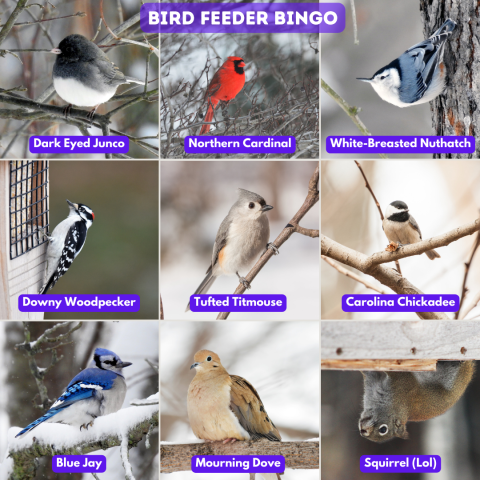 A bingo board with nine different backyard birds that reads "Bird Feeder Bingo". The nine birds are the dark-eyed junco, Northern cardinal, white-breasted nuthatch, downy woodpecker, tufted titmouse, Carolina chickadee, blue jay, mourning dove, and a squirrel imposter.