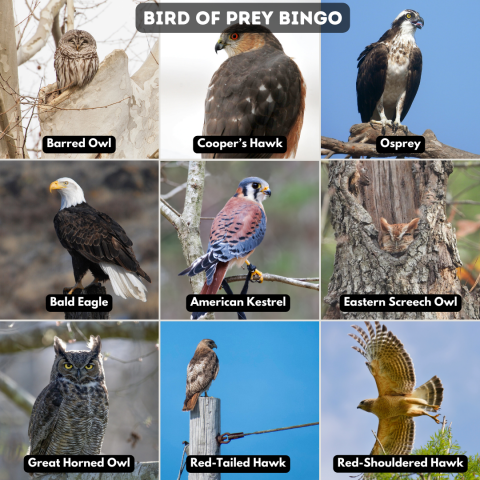 A bingo board with nine different birds of prey. The nine birds are the barred owl, cooper's hawk, osprey, bald eagle, American kestrel, Eastern screech owl, great horned owl, red-tailed hawk, and red-shouldered hawk. 