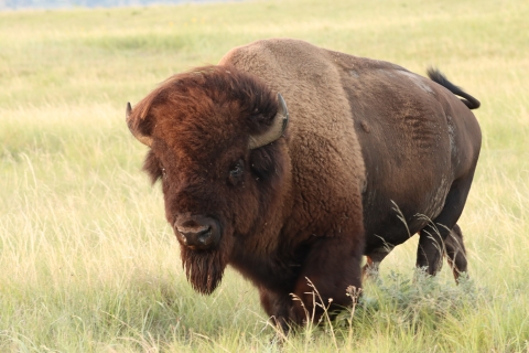 a bison stands in an open grassland