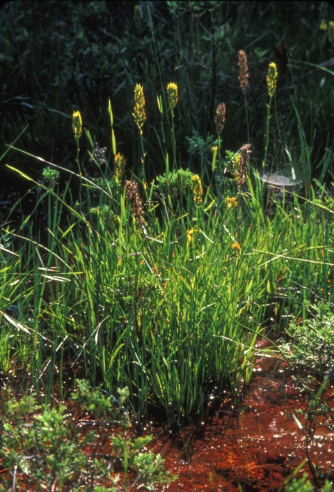 Bog turtle habitat with tall grasses and wetland