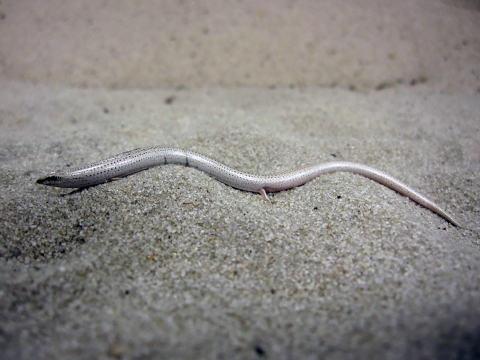 A sand skink displays a light tan color with spotting on its scales and a lateral strip on the snout. Its body shape is slender with reduced limbs. strip on the snout. 