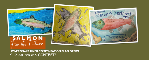 A collage with three drawings of salmon and the words "Salmon for the future, K-12 Artwork Contest"
