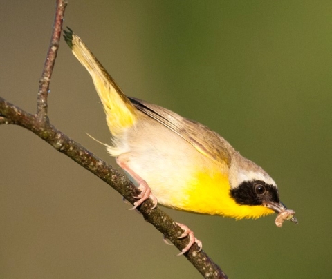 Common yellowthroat perched on a branch preparing to feed nestlings an insect