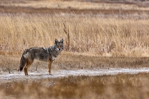 coyote standing in field