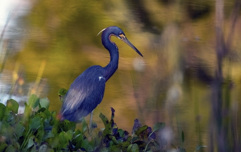 Tricolored heron stands on the bank with water in background.