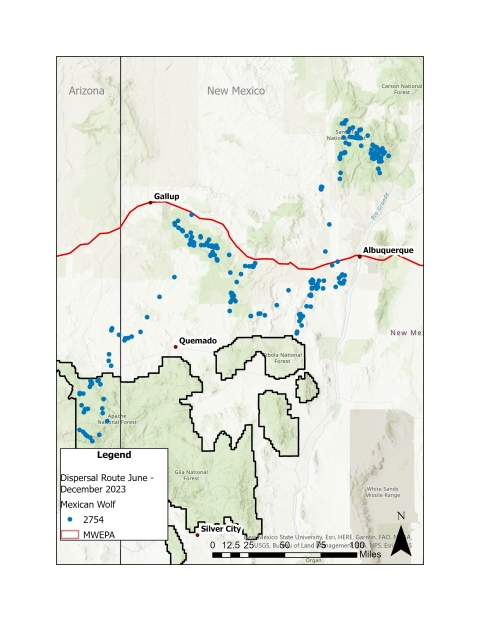 A map plots the GPS points of a dispersing Mexican wolf from southeast Arizona to northern New Mexico