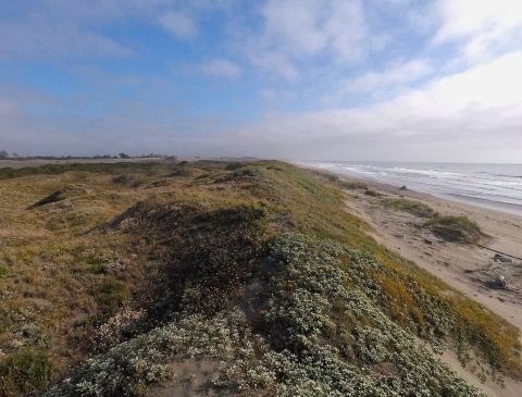 A view of the Wadulh foredunes along the ocean