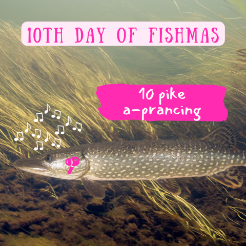 A long spotted fish swims through a patch of vegetation. Graphic elements include music notes and an earphone. Text on image reads "10th Day of Fishmas, 10 pike a-prancing."