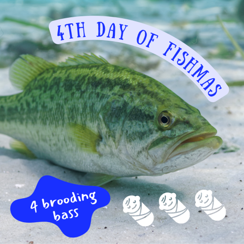A green striped fish with a big mouth swims above a sandy stream bottom. Graphics under the fish show 3 swaddled human babies. Text on image reads "4th Day of Fishmas, 4 brooding bass."