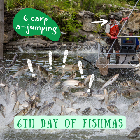 A person stands on a boat holding a net as a ton of fish fly up out of the water in front of them. Graphics on the image include a series of exclamation marks. Text on the image reads, "6th Day of Fishmas, 6 carp a-jumping."