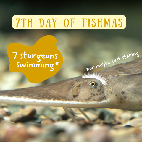 A close up of a fish with a long snout and long whiskers who swims above a rocky stream bed. The fish appears to stare directly into the camera. Graphic elements include a fluffy eyelash over the staring eye. Text on the image reads "7th Day of Fishmas, 7 sturgeons swimming or maybe just staring."