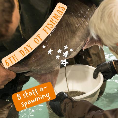 Two people stand in water, one holding a fish and the other holding a bucket. Eggs cascade from the fish into the bowl. Graphic elements include a series of stars on the fish belly. Text on the image reads "8th Day of Fishmas, 8 staff a-spawning."