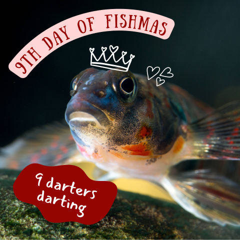 A close up of a small dark fish with bright orange and blue splotches. Graphic elements on the fish include a crown and small hearts. Text on image reads "9th Day of Fishmas, 9 darters darting."