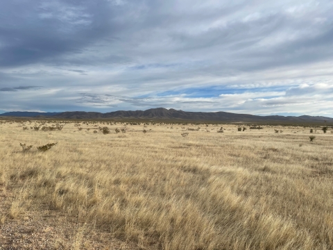 Otero mesa grassland on Fort Bliss 