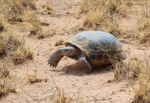 A bolson tortoise moving along a sandy surface next to some dry grass.