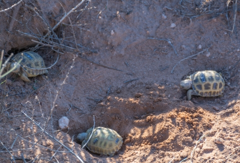 Three tortoise hatchlings bearing tags on their shells walk around on sand.