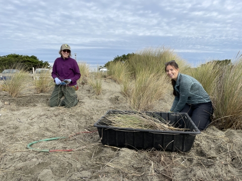 two women, one a us fish and wildlife biologist and one a sonoma county parks employee, smile as they pull invasive beach grass out of the sand dunes and pile it in a bin