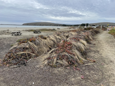 two large rows of piled beach grass and ice plant that have been pulled from the sand dunes dry out on the beach at Doran Regional Park