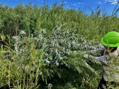 Employee removing Russian olive on Ouray NWR
