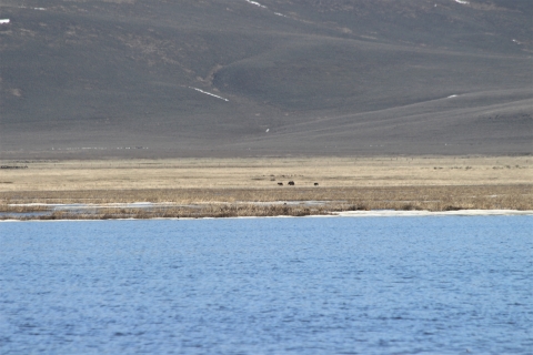 A sow grizzly bear and two cubs forage in the distance along a lake.