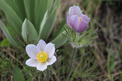 A closeup view of a pinkish-blue flower