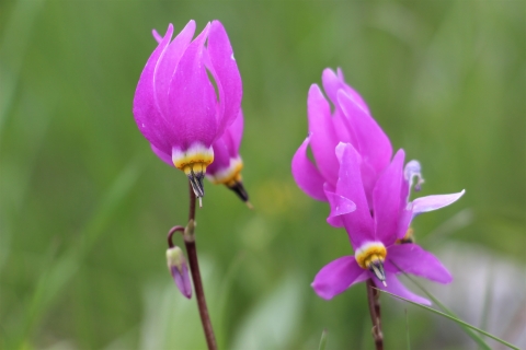 A closeup view of a pinkish-blue shooting star flower