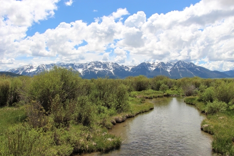 A creek flows with green willows and grass banks with snowy mountains in the background having a mix of bule skies and white puffy clouds.