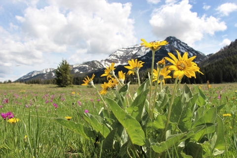 A closeup of a yellow flower with mountains in the background.